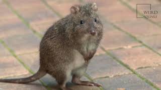 Interesting facts about potoroo by weird square