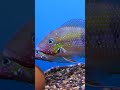 Like a Firemouth Cichlid Only Not as Aggressive - Thorichthys panchvillai #shorts