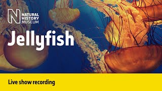 Jellyfish! | Live Talk with NHM Scientist