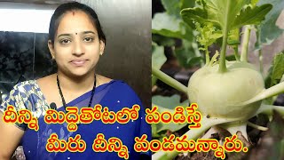 We cooked Knol Khol harvested from terrace || దీన్ని మేము పండిస్తే మీరు వండమన్నారు