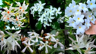 Some Beautiful White Flowering Plants | Parijat, Jui, Crepe Jasmine, Plumeria, Wild Ixora, |