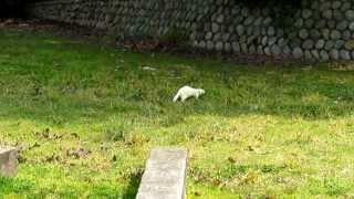 フェレット　雪ちゃん散歩（大仙公園）2014年3月16日