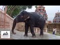 trichy temple elephant