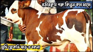 ৯০ টাকা থেকে মুন্ডি ফ্লেকভি ষাড় ও বকনা সহ শাহীওয়াল গরু কিনুন #fleckvieh