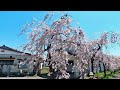 【日中線しだれ桜並木 前編 】nicchuu line weeping cherry blossom trees 約3kmにわたって約1000本のしだれ桜が咲き誇る遊歩道 桜