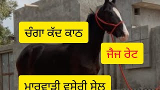 ਚੰਗਾ ਕੱਦ ਕਾਠ ਕਰਨ ਵਾਲੀ ਮਾਰਵਾੜੀ ਵਸੇਰੀ ਸੇਲ #short #animals #horse #sale 9878946443