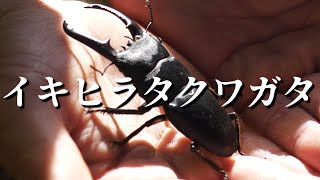 Stag beetle found by street light at night! Iki Island’s stag and rhinoceros beetles.