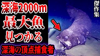 【2024年SP】深海で世界巨大魚を発見…解析の結果…眠れないほど面白い実在する化け物サイズの巨大新種生物たち【総集編】【ゆっくり解説】【巨大生物】