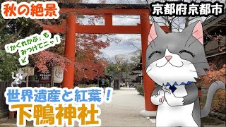 世界遺産と紅葉が楽しめる⛩【下鴨神社】をお散歩ニャ❗️★ 12月のおさんぽ　World Heritage Sites and Autumn Foliage-Shimogamo Shrine