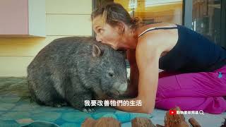 動物星球頻道 《多多愛動物》：你有看過袋熊嗎？一起來看看袋熊重回野外的故事