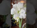 ‘alaska’ amaryllis is a keeper gardening amaryllisflower amaryllis