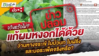 แก้ผมหงอกได้ด้วยว่านหางจระเข้ ใบบัวบก ใบฝรั่ง และบอระเพ็ดจริงหรือ? | ชัวร์หรือมั่ว