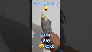 Koko talking / كوكو يتكلم