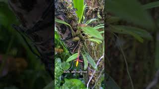 Miniature orchid Bulbophyllum alkmarense ||Papua Native Orchid #short #shortvideo @suzanawanggai4507