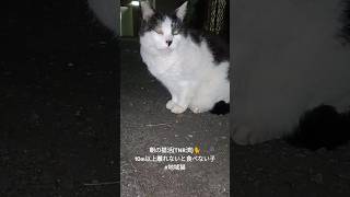 朝の猫活(TNR済)🐈 10m以上離れないと食べない子 #地域猫