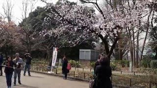 上野公園　桜の季節が始まる　大寒桜　外国人も喜ぶ　２０１６．２．２９　Ueno Park Sakura