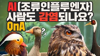 제 2 코로나?! 조류인플루엔자(AI)가 뭔가요? 이 시국 탐조 전 필수시청!