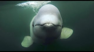 Daily Dose of Nature | Meet the Beguiling Belugas of the Arctic