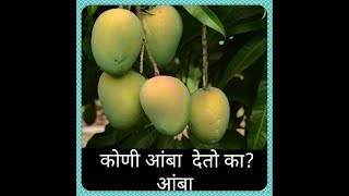 कोणी आंबा देतो का? आंबा(#Mango#Search#In#Kokan)