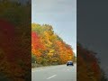 michigan in the fall 🥹 is so darn beautiful. michigan fallcolors michiganders detroit