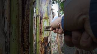 Survival Skills: Dart-Throwing trick and Banana tree #bushcraft #outdoor #skill #dark #short