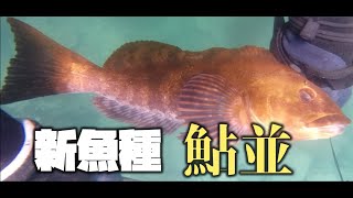 【魚突き】渋すぎる日本海で新魚種！？