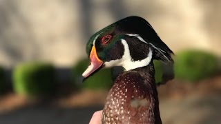 Wood Duck Hunting Salute