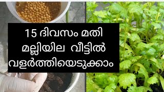 15 ദിവസം കൊണ്ട് മല്ലിയില വീട്ടിൽ വളർത്താം/How to grow Coriander Leaves at Home