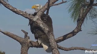 SWFL Eagles 2-21-25. M15 \u0026 F23's Afternoon Check In; M15 Nest Test #2; Anhinga Swallows a Big Fish!