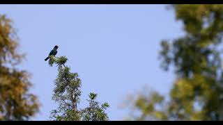 Oriental Dollarbird in Nanjing, China (September 2021)