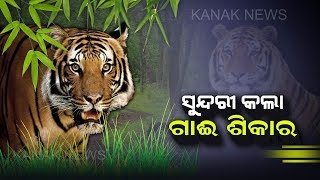 Tigress Sundari Attacks Cattle In Satkosia