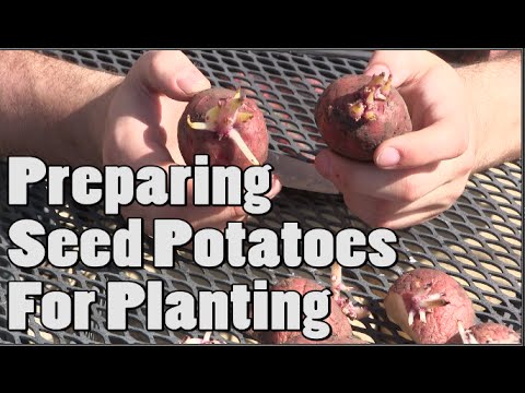How To Prepare Potatoes For Planting Chitting Tutorial Youtube