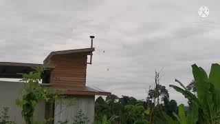 Onn bunyi rumah burung walit d kampung INARAD,TONGOD