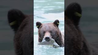 great fisher in the world    🐻 bear      Brown bear catching salmon #bear #bears #forest #wildlife #