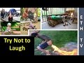 Funny Videos YouTube 2017