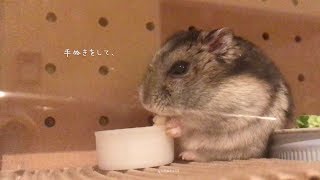 ハムスター ココちゃんの朝。