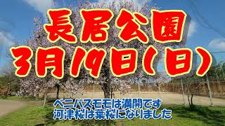 桜劇場はまもなく開演！長居公園3月19日（日）