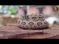 ৩৬ বাচ্চার মা এই উলূবোড়া সাপ russell s viper gaving birth of 36 babies reptopedia viper snake