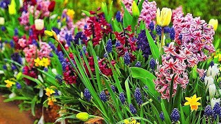 The most beautiful, delicate, spring flowers for planting in the garden.