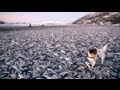 Tonnenweise tote Fische am Strand in Norwegen