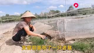 凌华花160买的驱鼠器，一个星期过后，介绍用过后的效果和心得！