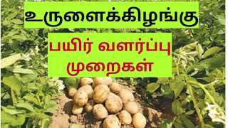 உருளைக்கிழங்கு (Potato) பயிர் வளர்ப்பு முறைகள் || Mr.விவசாயி || 04v.