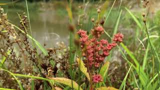 Conserving Wetlands with Ducks Unlimited