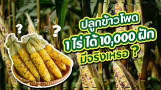 ปลูกข้าวโพด 1 ไร่ ได้ 10,000 ฝัก มีจริงเหรอ? | เทคโนโลยีชาวบ้าน