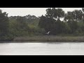 Pelican Glides Down Spruce Creek to Strickland Bay, Florida