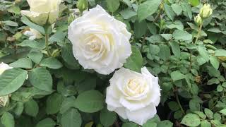 Tineke Rose - One of the Best White Roses - Excellent for Cut Flowers