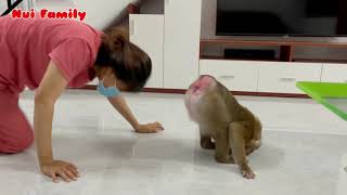 Monkey Nui was pushed somersaults by his mother | Nui Family