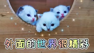 都说小奶猫萌萌哒，可你看过它们生猛的一面吗？