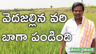 16 ఎకరాల్లో వడ్లు చల్లినం.. చేను చాలా బాగుంది.. ఖర్చు, రిస్కు తగ్గాయి| Telugu Rythubadi