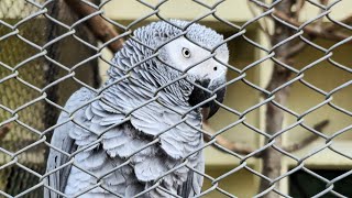 The Assam State Zoo